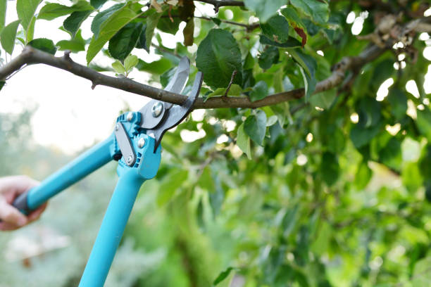 Best Affordable Tree Cutting  in USA